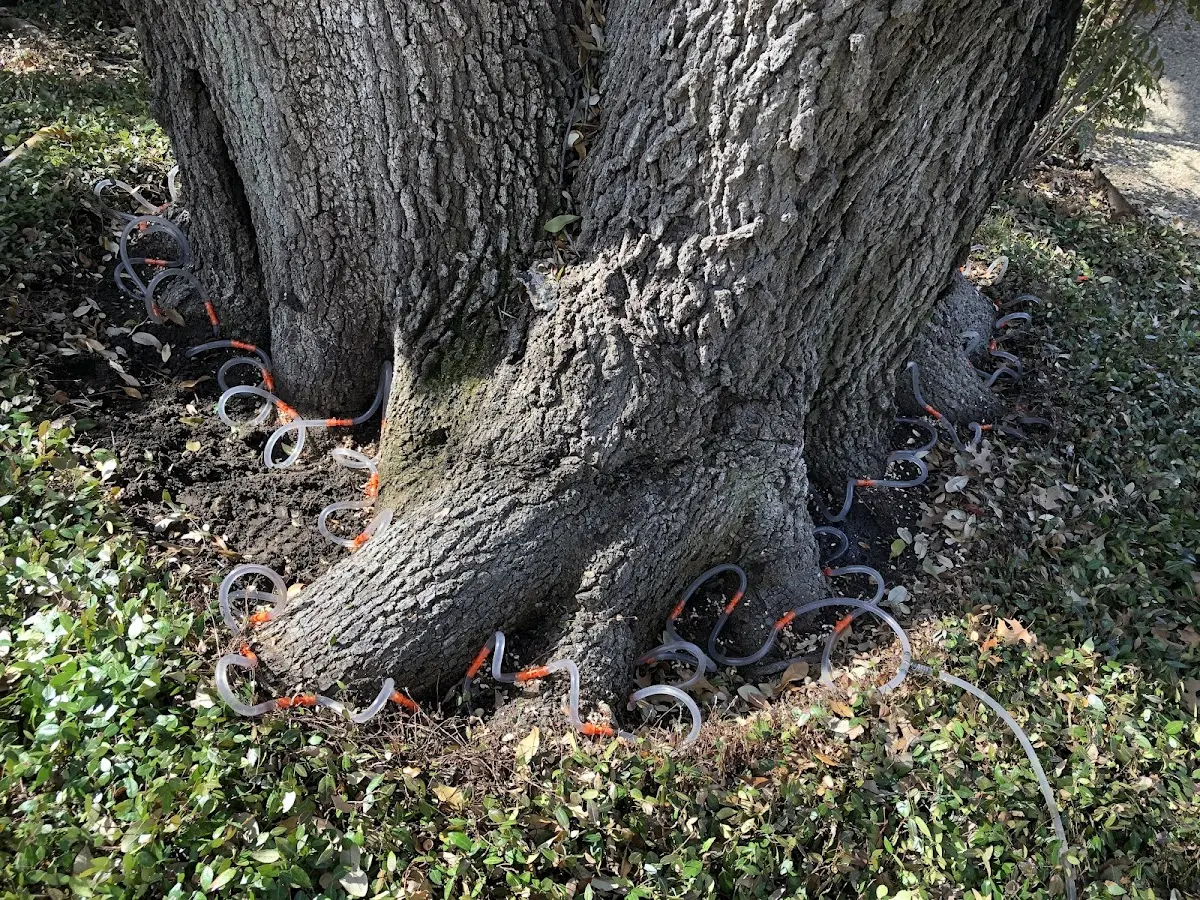 Detailed Tree Cabling and Bracing job site in Pleasant Hall