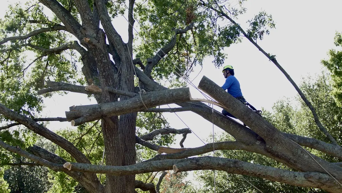 Professional Hazardous Tree Removal performed by certified arborists in Pleasant Hall
