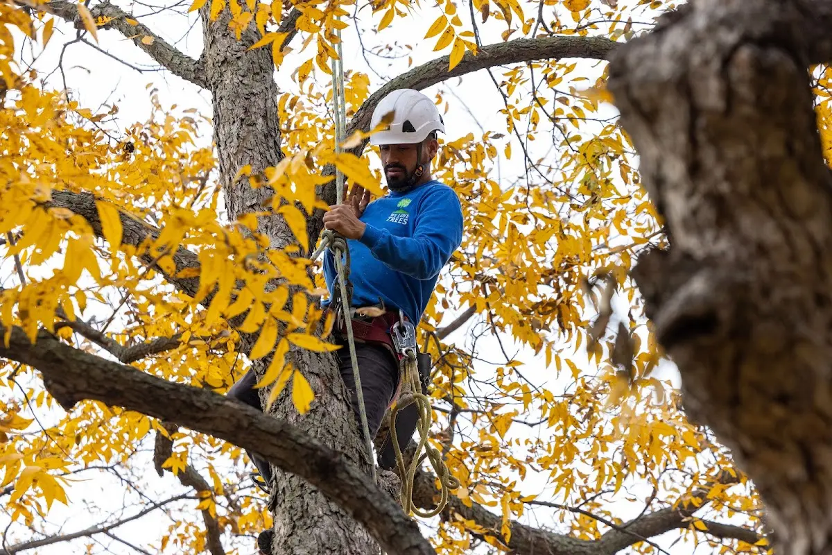 Skilled Tree Planting crew working in Pleasant Hall
