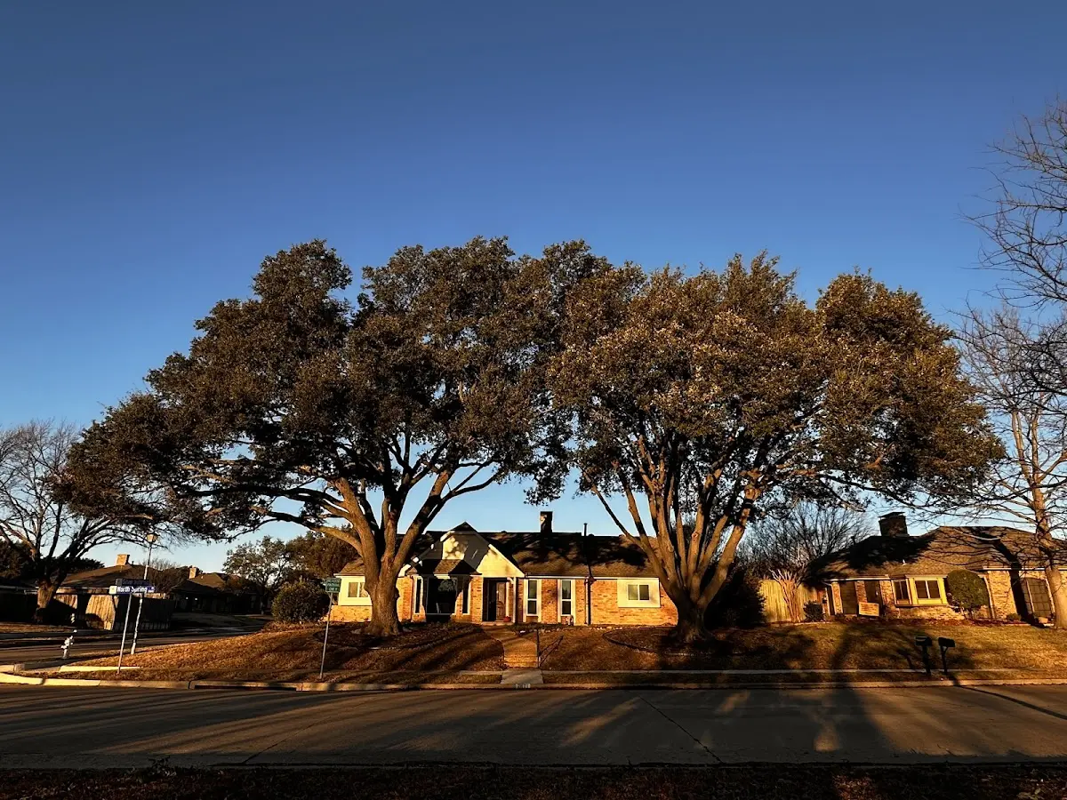 Established residential canopy tree shading a home in Pleasant Hall